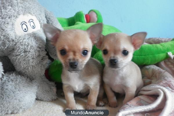 vendo chihuahuas machos