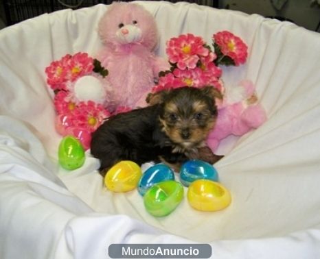 YORKSHIRE TERRIER ENANO A 150 EUROS