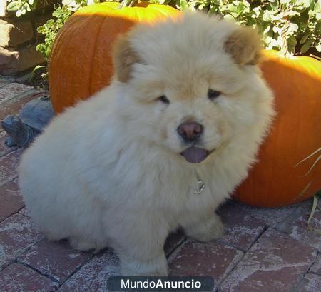 Chow-Chow Blanco, preciosos y cariñosos