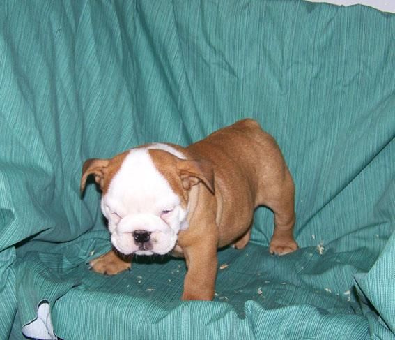 BULLDOG INGLES - CACHORROS DE EXCELENTE MORFOLOGIA