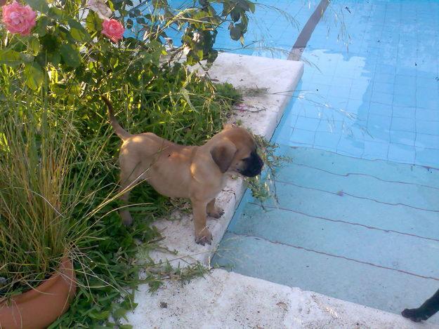 Bullmastiff, disponible cachorita