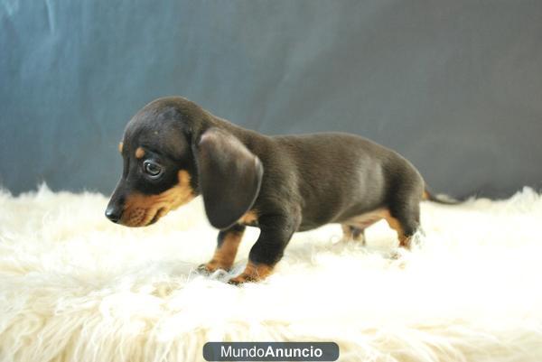 Cachorros de teckel miniatura en www.doogs.es