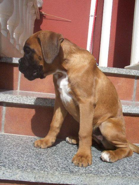 EXTRAORDINARIA PERRITA BOXER PEDIGREE DE CAMPEONES DEL MUNDO