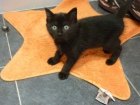 gatita negra de tres meses en adopcion, madrid - mejor precio | unprecio.es