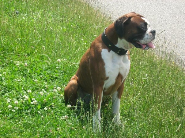 Ofrezco boxer macho con pedigri para monta a cambio de 1 cachorro