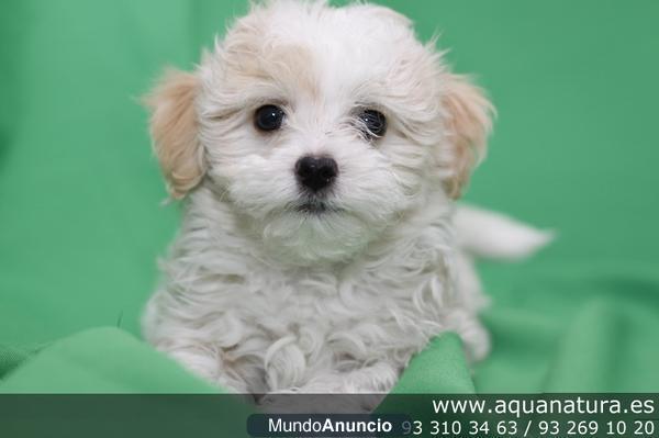 BICHÓN HABANERO - CACHORROS -  GARANTÍA AQUANATURA  - TIENDA EN BARCELONA – VENTA - CRIADERO Camada preciosa de Bichón H