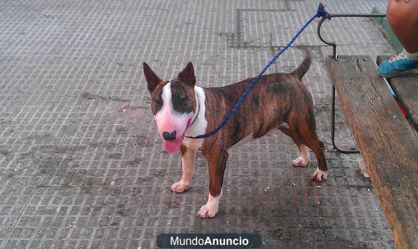 BULLTERRIER PARA MONTA