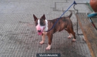 BULLTERRIER PARA MONTA - mejor precio | unprecio.es