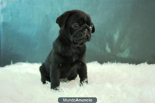 cachorros de carlinos negros y color arena con 2 meses fotos reales