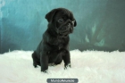 cachorros de carlinos negros y color arena con 2 meses fotos reales - mejor precio | unprecio.es