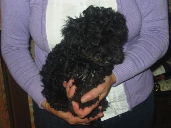 Caniche,macho negro,dos meses.200 Eur.