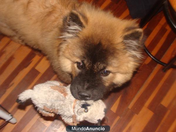 Chow chow de 5 meses