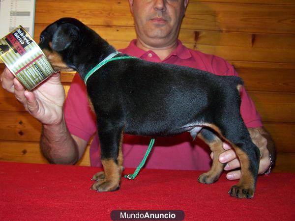 dobermanns cachorros tienes que verlos