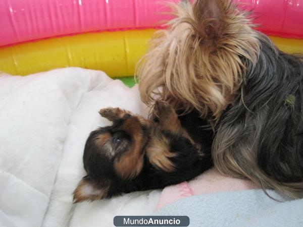 Preciosos cachorros de Yorkshire Terrier