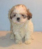 SHIH  TZU   385    OFERTA