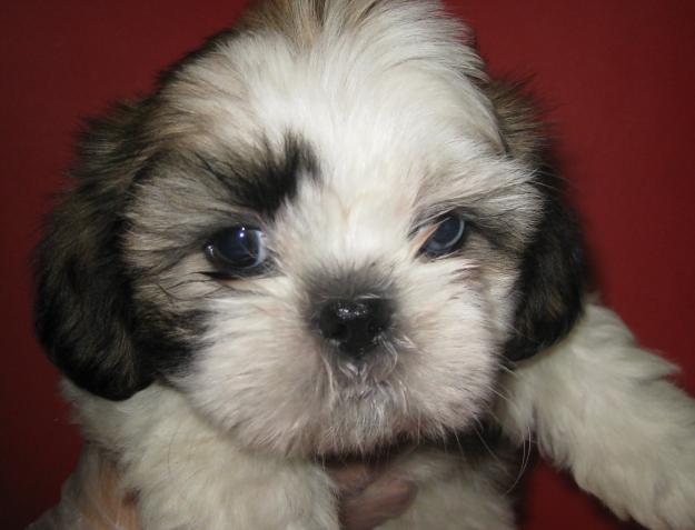 Shih tzu tricolor