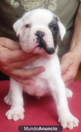 Cachorros boxer de silvecan