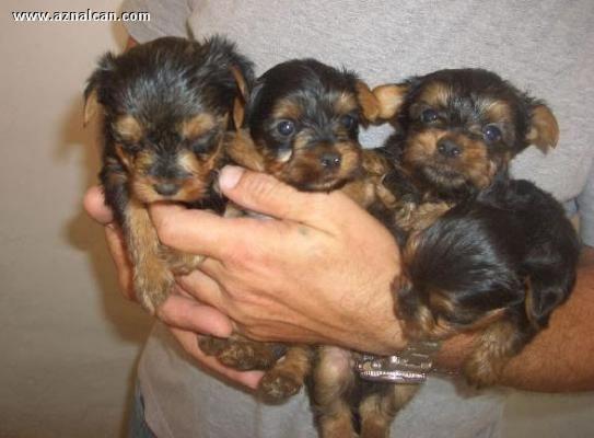 Cachorros de Yorkshire y otras razas