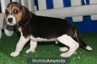 Camada Beagle, cachorros espectaculares