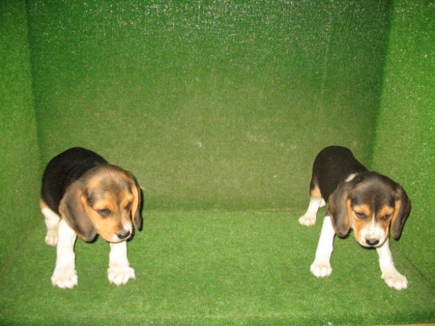 Excelentes cachorros beagle en Zaragoza - 250 €