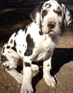 Lindos cachorros de pura raza de dogo aleman