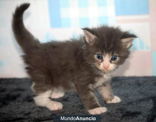 Maine Coon Gatos de Raza