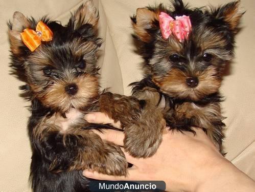 Regalo 12 semanas cachorros , de yorkshi