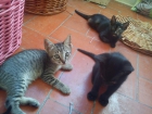 Regalo 3 gatitos - mejor precio | unprecio.es