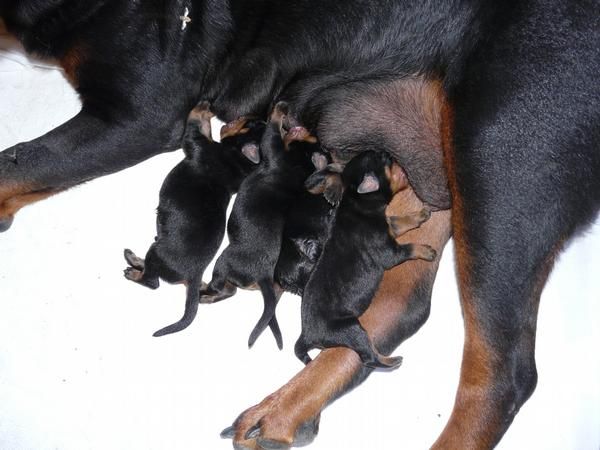 ROTTWEILER