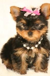 Yorkie Cachorro para venta