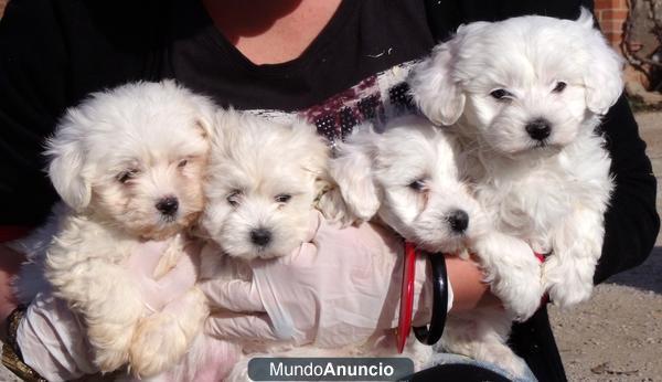 Camada Bichon Maltes 250€