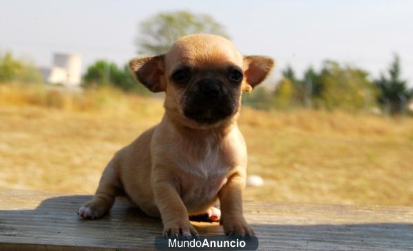 Chihuahua Excelentes Ejemplares Mini Cachorros de bolsillo