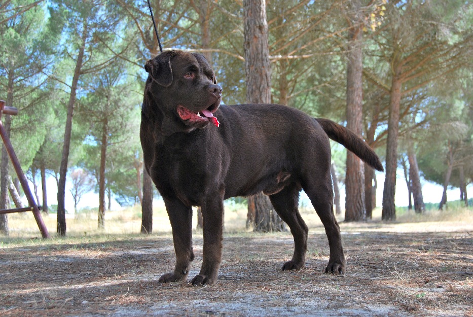 Labrador Chocolate , pedigree loe de campeones , se enseña a los padres