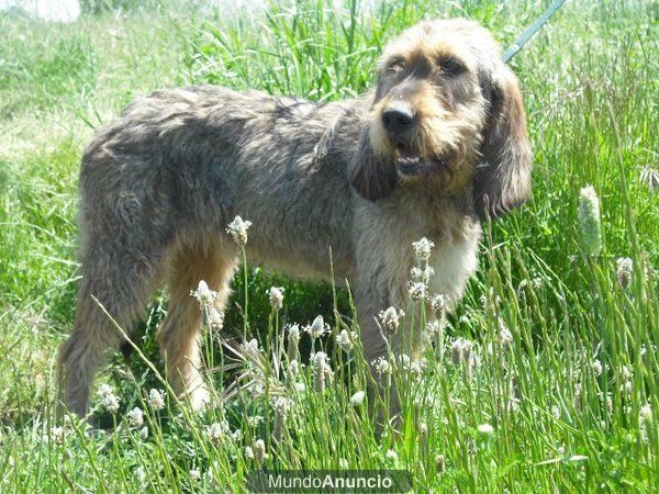 Otros perros de caza que no cazan y sin casa