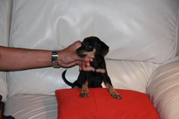 pinscher mini 220