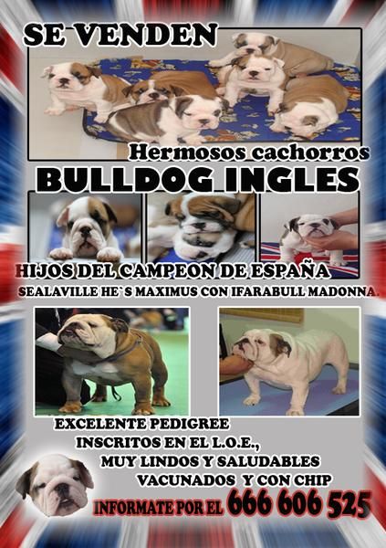 SE VENDEN HERMOSOS CACHORROS DE BULLDOG INGLÉS