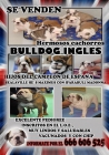 SE VENDEN HERMOSOS CACHORROS DE BULLDOG INGLÉS - mejor precio | unprecio.es