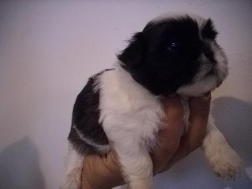 Se venden Shih Tzu tricolor de pura raza