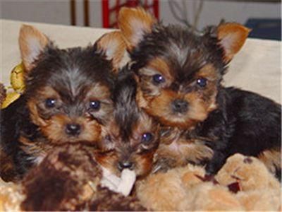 Yorkie cachorros. 120euros