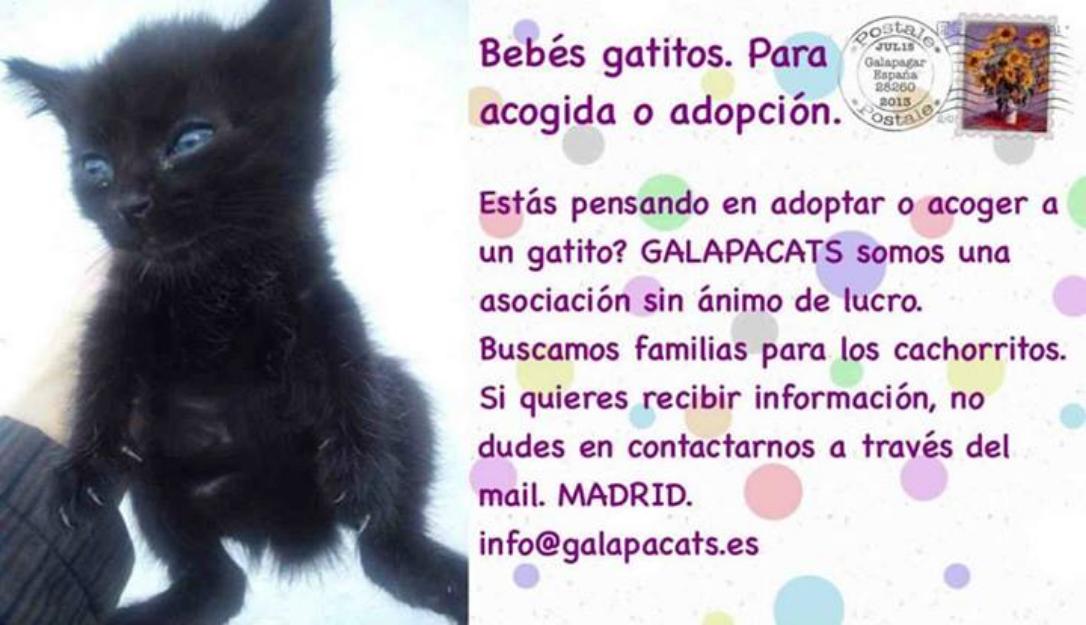 Bebés gatitos urge acogida o adopción.