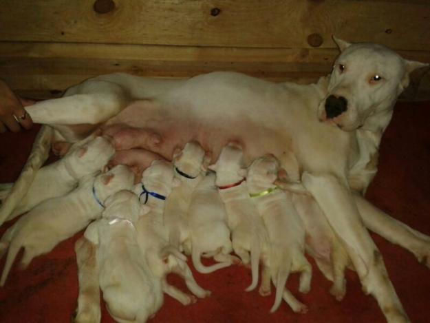 *oportunidad*camadas de dogo argentino