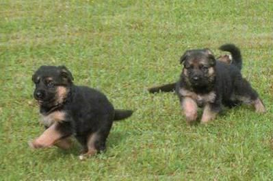 cachorro de PASTOR ALEMAN con PEDIGREE 300