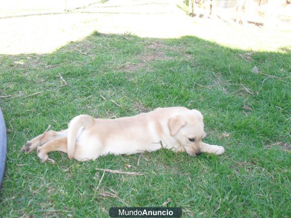 CACHORROS DE LABRADOR HERMOSOS 150 € .