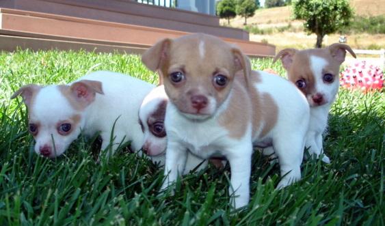 CHIHUAHUAS CON PEDIGREE