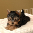 Encantador Cachorro Yorkshire Terrier Pedigree - mejor precio | unprecio.es