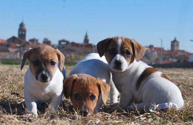 Jack russell terrier ; madrid