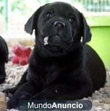 labrador cachorro