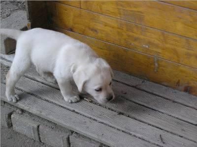 Labrador Retriever