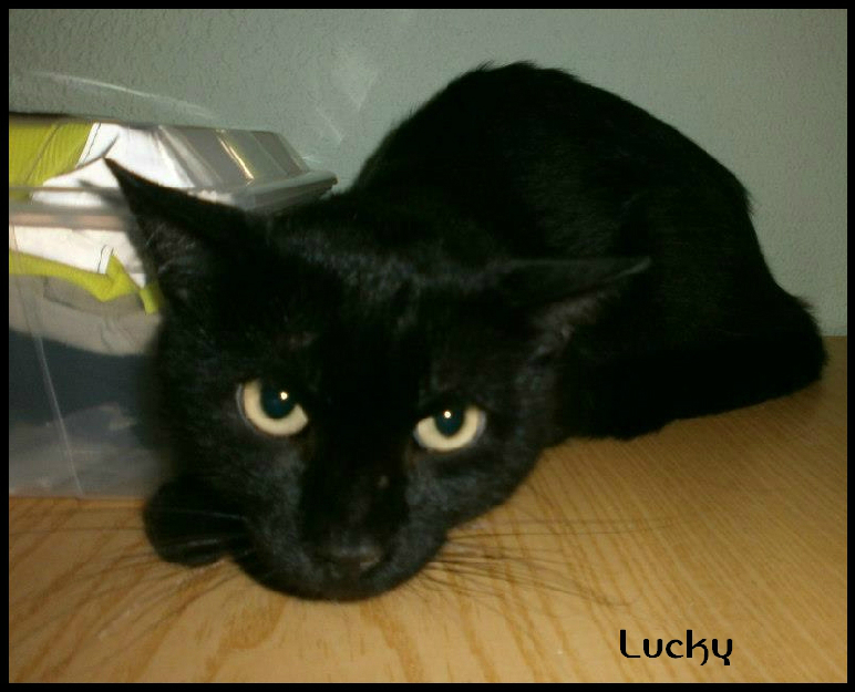 Lucky, precioso gato negro abandonado busca la suerte de tener un hogar