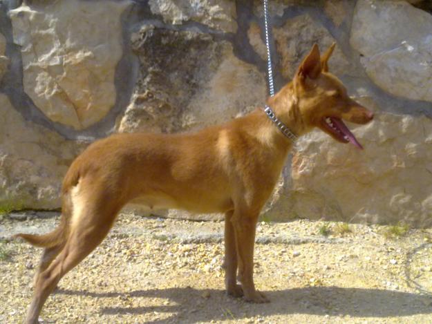 podenco andaluz